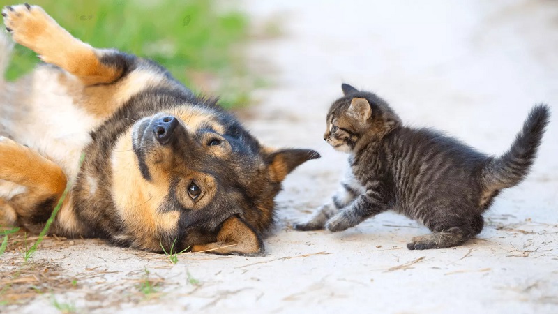 Understanding the Natural Instincts of Cats and Dogs