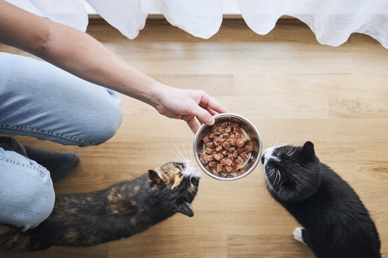 What is Wet Cat Food?