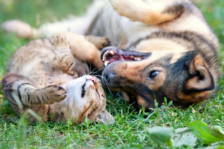 What to Do If Your Cat and Dog Don’t Get Along