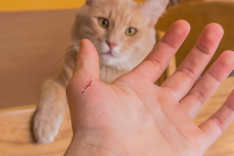 What to Do If a Cat Scratch Swells Up