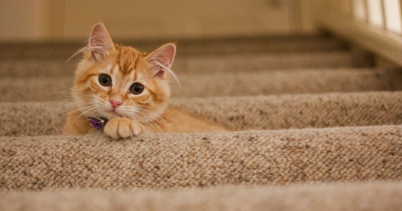 Why Carpet is So Attractive to Cats