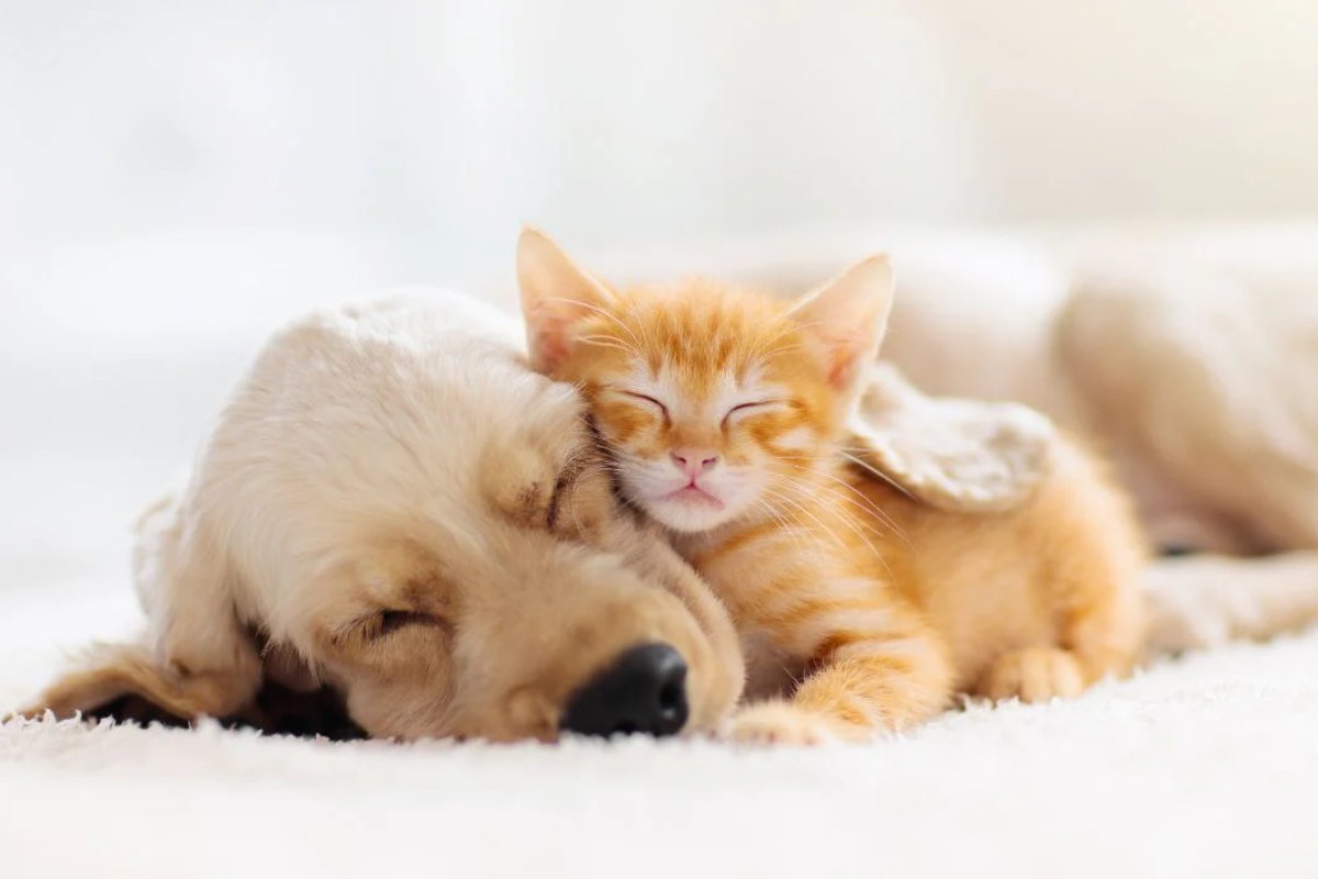 Why Cats and Dogs Can Be Friends