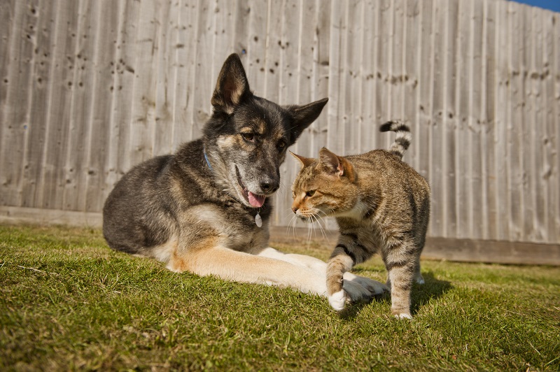 Why Cats and Dogs May Not Get Along Initially