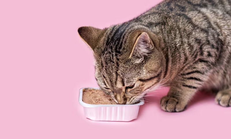 Why Choose Wet Food for Cats