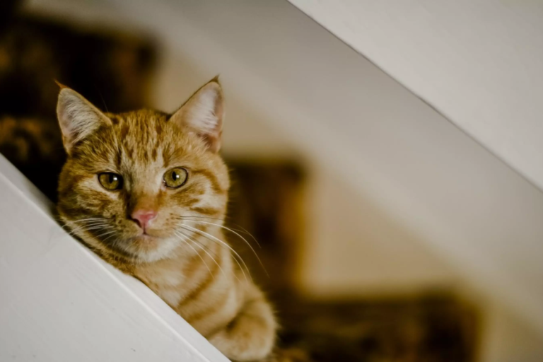 Why Do Cats Lose Interest in Their Owners