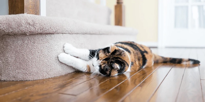 Why Do Cats Scratch Furniture