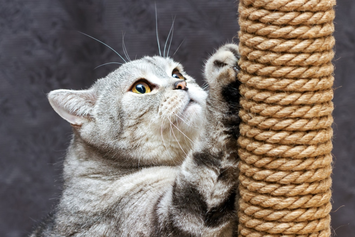 Why Do Cats Scratch? Understanding Feline Behavior