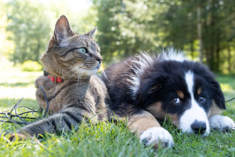 Why Do Cats and Dogs Fight Over Territory