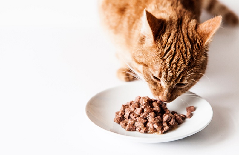 Why It’s Important to Know Your Cat’s Food Preferences