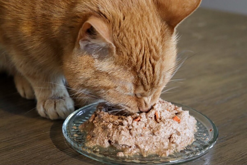 Why Should You Transition Your Cat to Wet Food