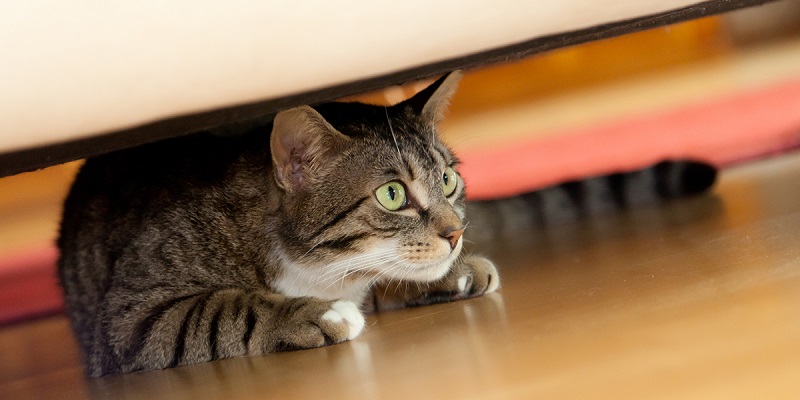 Why Some Cats Are Shy or Anxious