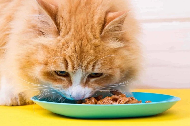 Why Wet Food is Beneficial for Cats