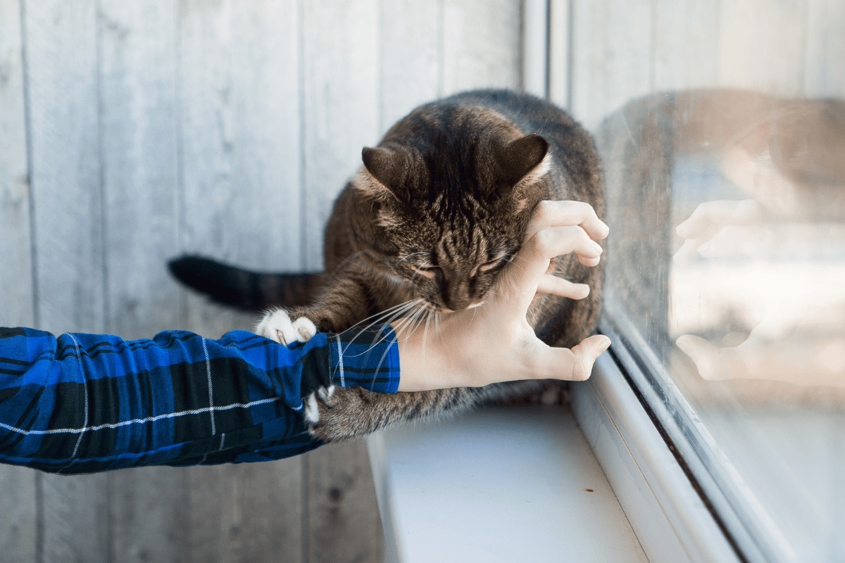 Why Your Cat Hisses or Bites