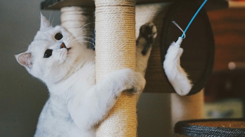 Why Your Cat Needs a Scratching Post