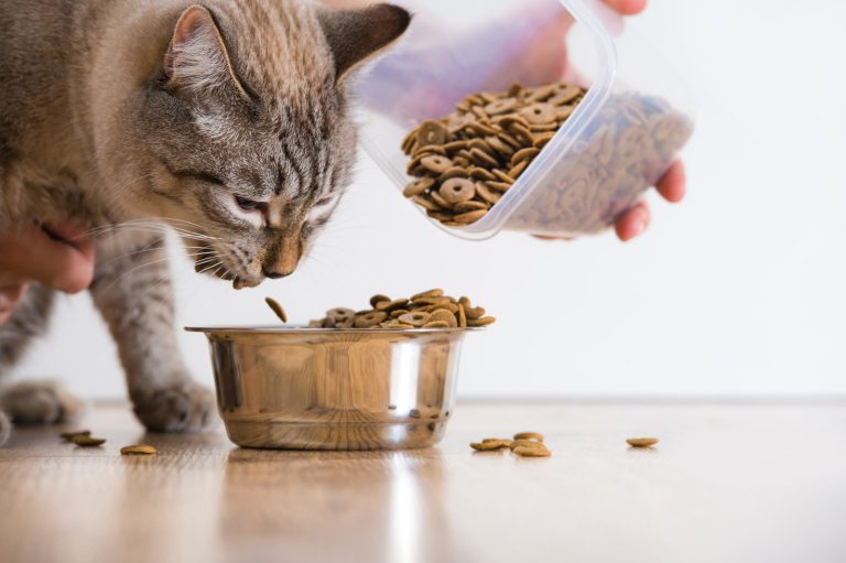 wet vs dry cat food